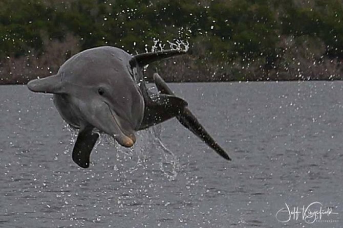 Marco Island 2 hour Dolphin, Birding and Shelling tour - Why This 2-Hour Dolphin and Shelling Tour Feels Like a Win