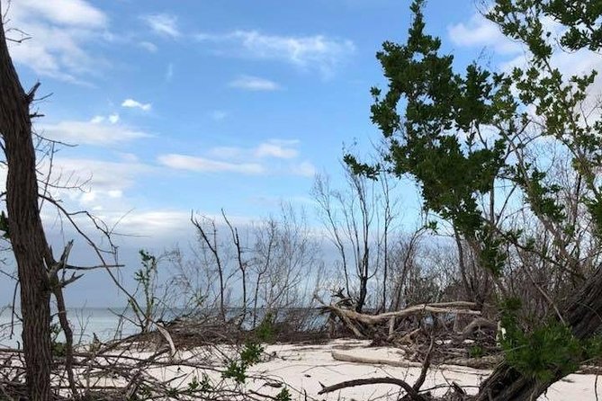 Marco Island 2 hour Dolphin, Birding and Shelling tour - Price and Value: What You’re Actually Paying For