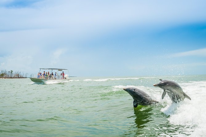 Marco Island Dolphin Sightseeing Tour - Key points before you book