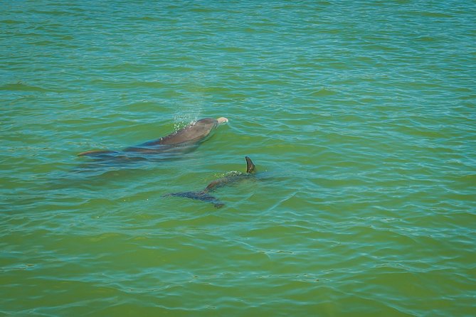 Marco Island Dolphin Sightseeing Tour - From 750 Palm Point to Goodland Boating Park: getting underway fast