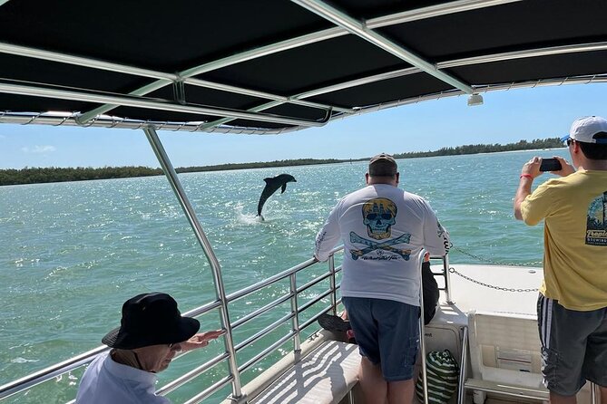 Marco Island Dolphin Sightseeing Tour - What you’ll see: dolphins first, then birds (and sometimes more)