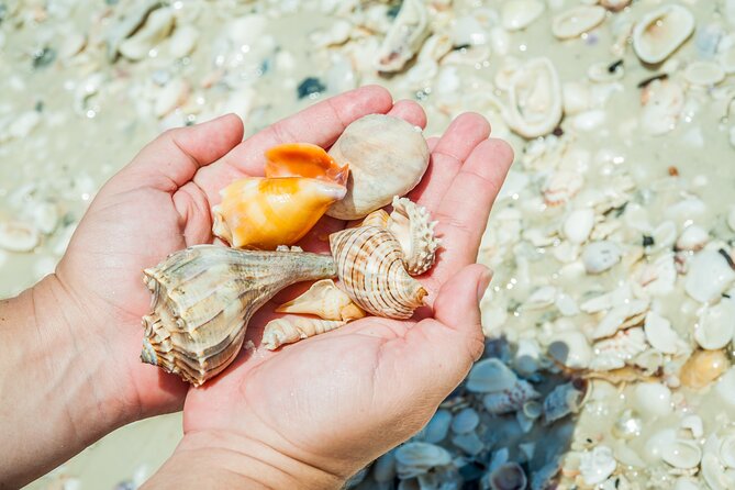 Marco Island Wildlife Sightseeing and Shelling Tour - Dolphin spotting realism: how to set expectations without losing the fun