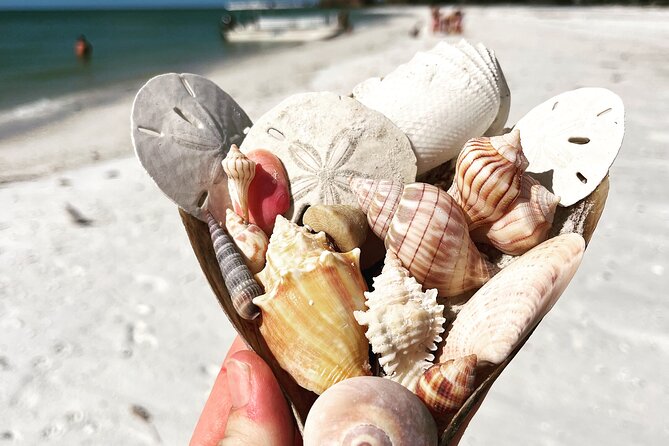 Marco Island Wildlife Sightseeing and Shelling Tour - Included comforts that make the tour feel low-stress