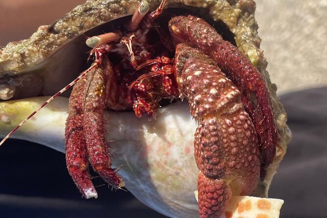 Marco Island Wildlife Sightseeing and Shelling Tour - Price value: why this one is easier to justify