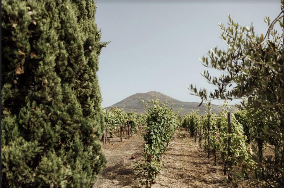 Mount Vesuvius: Vineyard Tour with Wine Tasting and Lunch - Key Things That Make This Vesuvius Wine Tour Worth Your Time