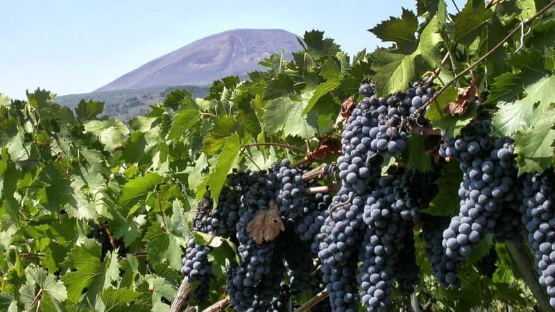 Pompeii: Archeological Tour & Wine Tasting at Mt. Vesuvius - Key Highlights You’ll Actually Feel