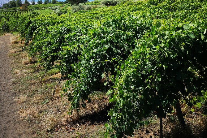 Pompeii Tour & Lunch with Wine Tasting Experience - Trecase and the Vesuvius National Park vibe: where the day slows down
