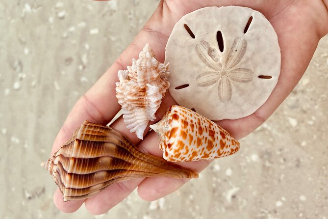 Private Shelling and Dolphin Excursion - Price and Value: $475 for Up to 6
