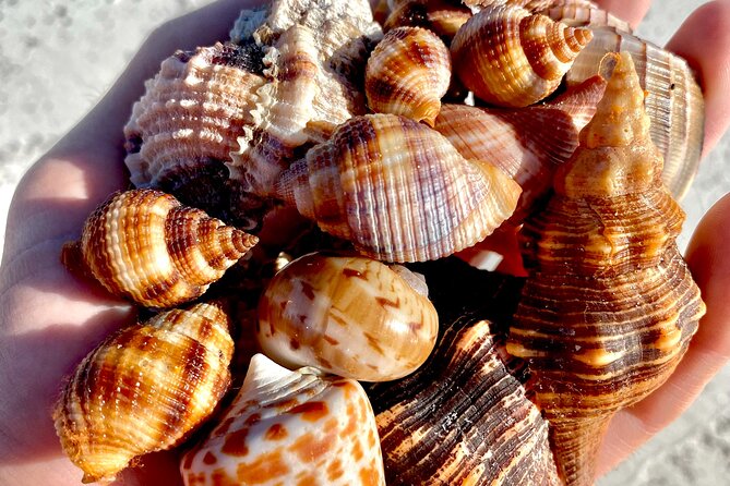 Private Shelling and Dolphin Excursion - What You Get Included (and What You’ll Need to Bring)