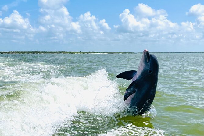 Private Shelling and Dolphin Excursion - The Captain Factor: Family-Friendly, Low-Stress Style