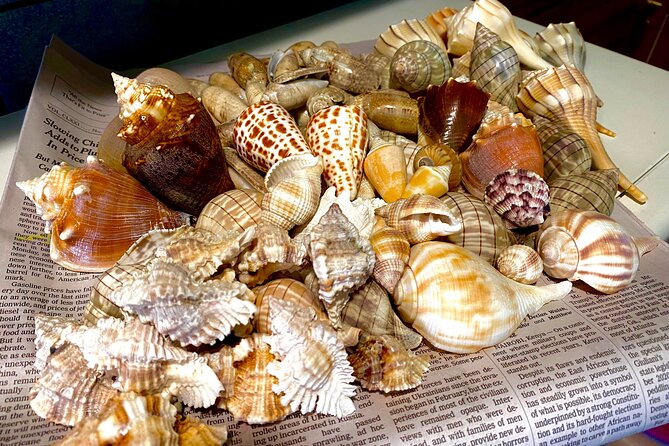 Private Shelling and Dolphin Excursion - Best For Who