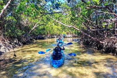 Rookery Bay Kayak Adventure – Mangroves, Wildlife & Photos - Mangrove Tunnels, Shallow Channels, and the Art of Not Rushing