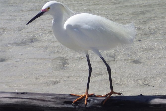 Small Group Boat, Kayak and Walking Guided Eco Tour Everglades - Wildlife Viewing That Feels Earned (Not Pushed)