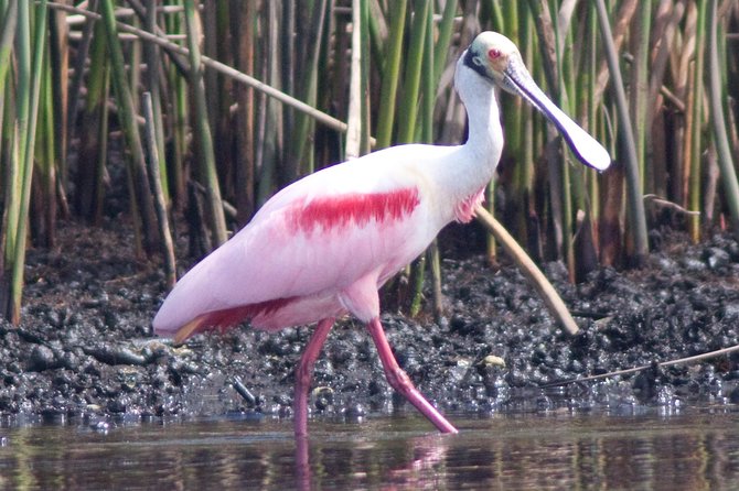 Small Group Boat, Kayak and Walking Guided Eco Tour Everglades - Price and Value: Does $199.95 Feel Worth It