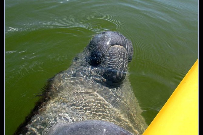 Small Group Boat, Kayak and Walking Guided Eco Tour Everglades - The Boat Ride Out to Remote Everglades and the 10,000 Islands