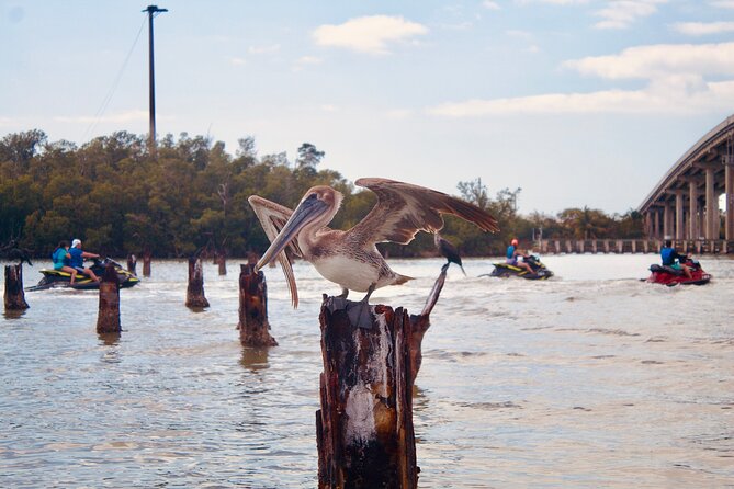 Ten Thousand Island Jet Ski Eco Tour - Marco Island - Who should book this jet ski eco tour