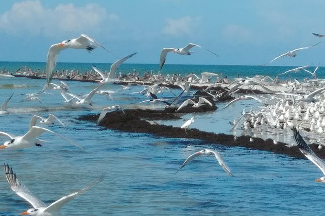 Two-Hour Everglades Dolphin, Manatee and Birding Boat Tour - Small-Group Boat Size (max 6) and why it changes the experience