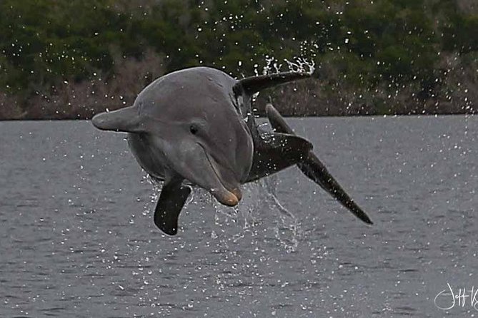 Two-Hour Everglades Dolphin, Manatee and Birding Boat Tour - Everglades National Park stop: flooded acres, ecological focus, and better odds from the water