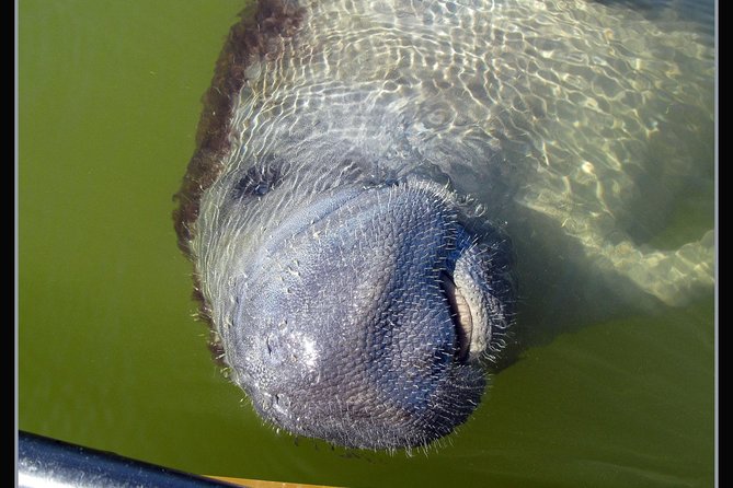 Two-Hour Everglades Dolphin, Manatee and Birding Boat Tour - Captain-style guidance: what the best guides do with a short ride