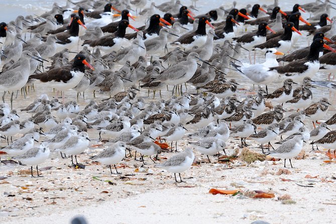 Two-Hour Everglades Dolphin, Manatee and Birding Boat Tour - Sea shell stops and mangrove low tide: the bonus that makes the boat feel like an outing