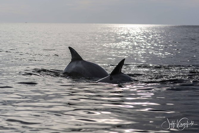 Two-Hour Everglades Dolphin, Manatee and Birding Boat Tour - Price and value: does $109.95 make sense for two hours?