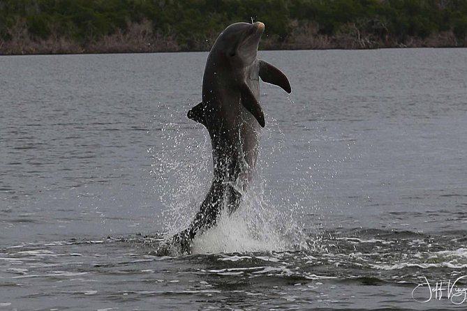 Two-Hour Everglades Dolphin, Manatee and Birding Boat Tour - What to plan for: timing, comfort, and day-of expectations