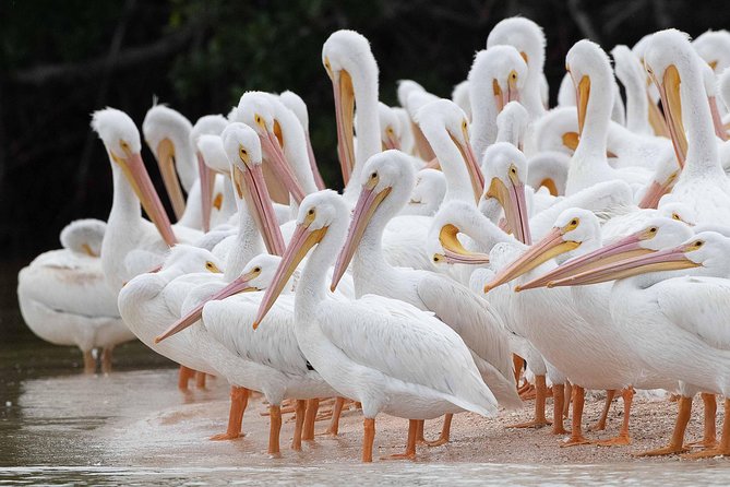 Two-Hour Everglades Dolphin, Manatee and Birding Boat Tour - Wildlife you can hope for: dolphins, manatees, sea turtles, and birds