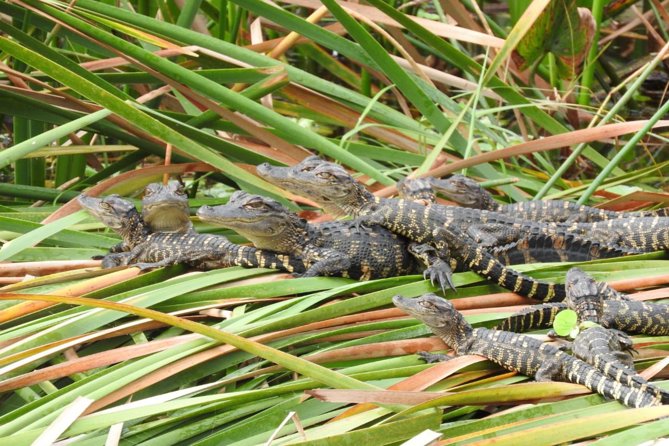 Western Everglades Adventure Tour - Key things to know before you go