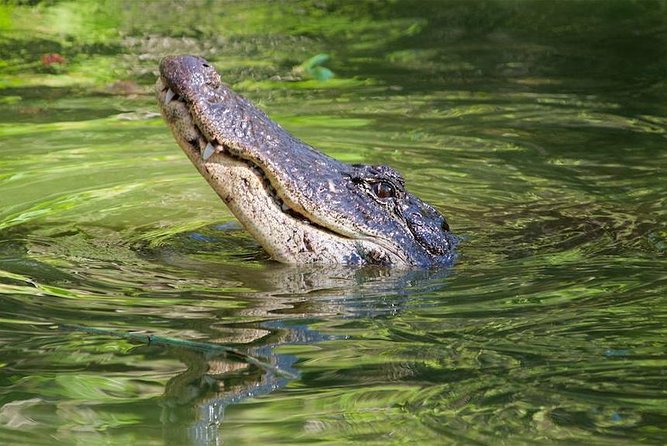 Western Everglades Adventure Tour - Captain Bob’s Excellent Adventure: The Reptile Program After the Airboat
