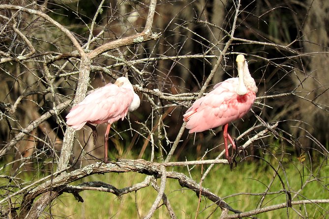 Western Everglades Adventure Tour - What the $100 Price Covers (and Why It’s Not Just an Airboat Ticket)