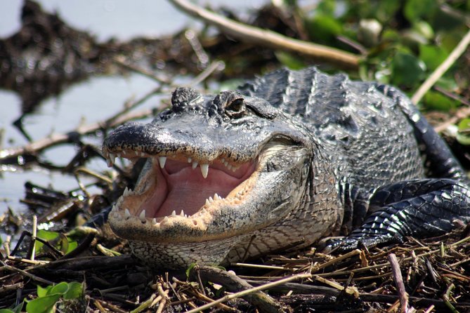 Western Everglades Adventure Tour - Who This Tour Fits Best (and Who Might Want a Different Option)